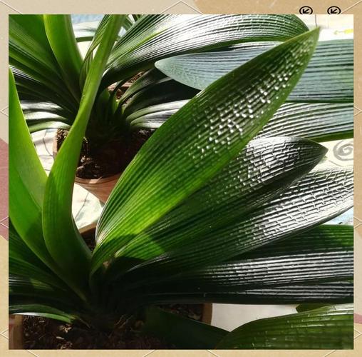 君子兰油匠品种的图片-第1张图片-宁夏农业信息网 君子兰油匠品种的图片-第1张图片-宁夏农业信息网