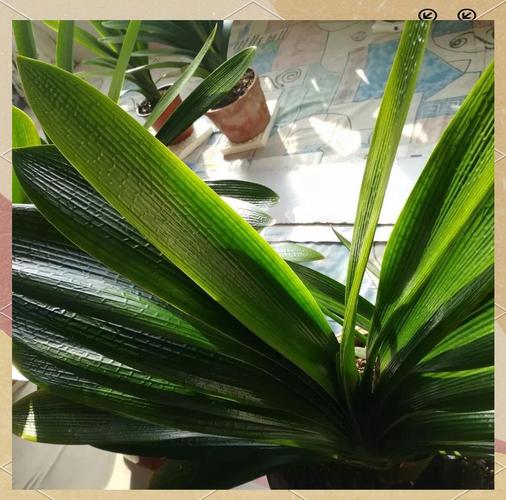 君子兰油匠品种的图片-第2张图片-宁夏农业信息网 君子兰油匠品种的图片-第2张图片-宁夏农业信息网