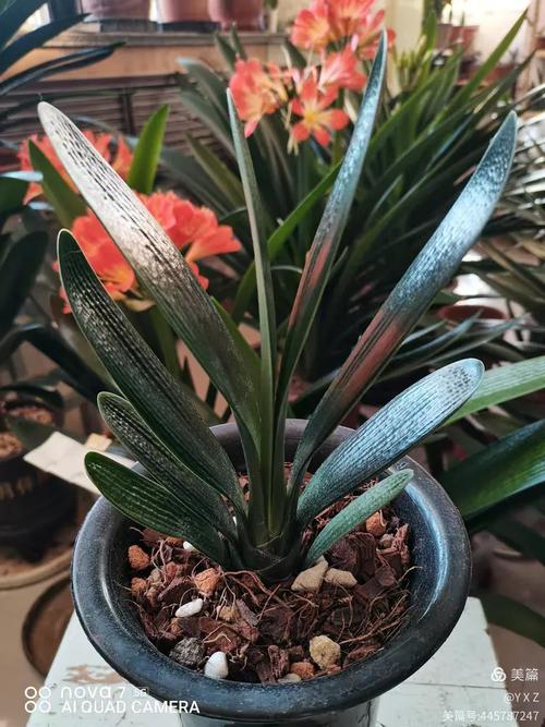 君子兰油匠品种的图片-第3张图片-宁夏农业信息网