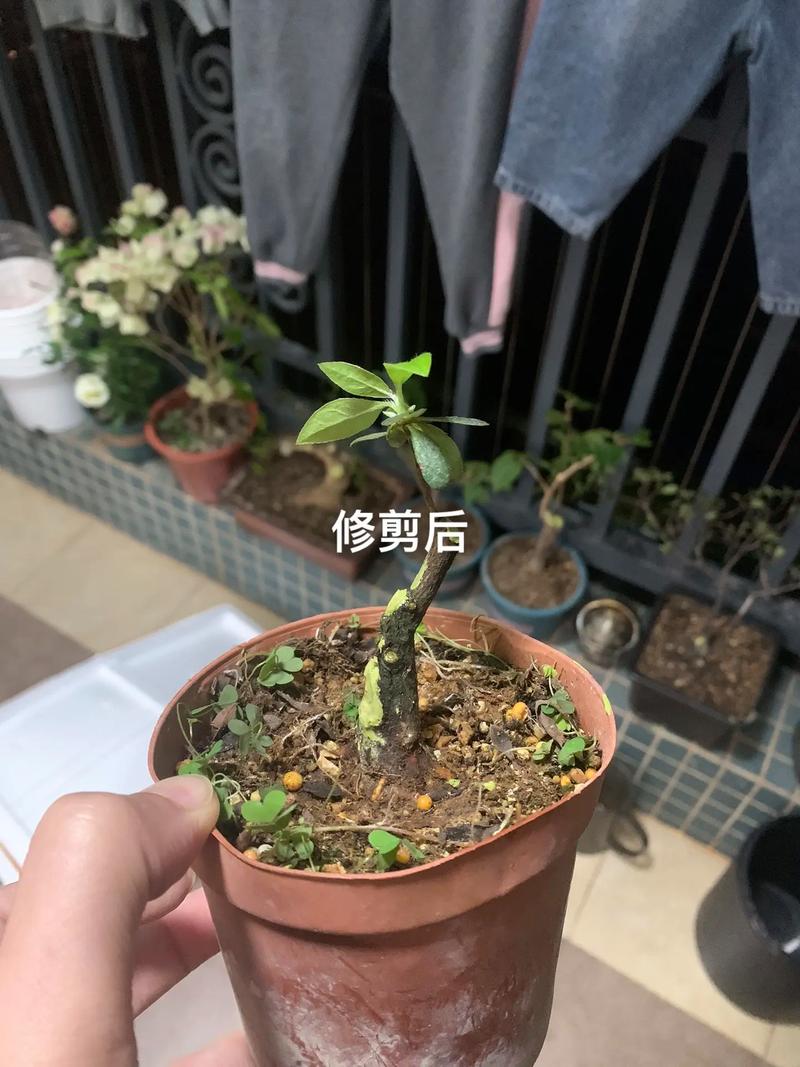 杜鹃花后怎么剪才正确?-第1张图片-宁夏农业信息网 杜鹃花后怎么剪才正确?-第1张图片-宁夏农业信息网