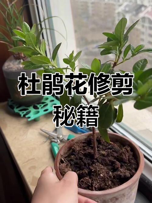 杜鹃花后怎么剪才正确?-第2张图片-宁夏农业信息网 杜鹃花后怎么剪才正确?-第2张图片-宁夏农业信息网