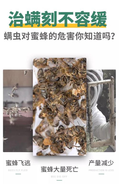 小蜂螨如何科学防治？-第2张图片-宁夏农业信息网