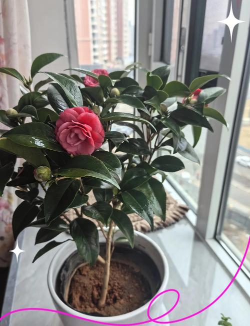 山茶花冬季的养殖方法-第3张图片-宁夏农业信息网 山茶花冬季的养殖方法-第3张图片-宁夏农业信息网