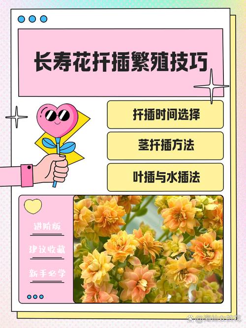 多年生花卉有哪些繁殖方法?-第1张图片-宁夏农业信息网 多年生花卉有哪些繁殖方法?-第1张图片-宁夏农业信息网