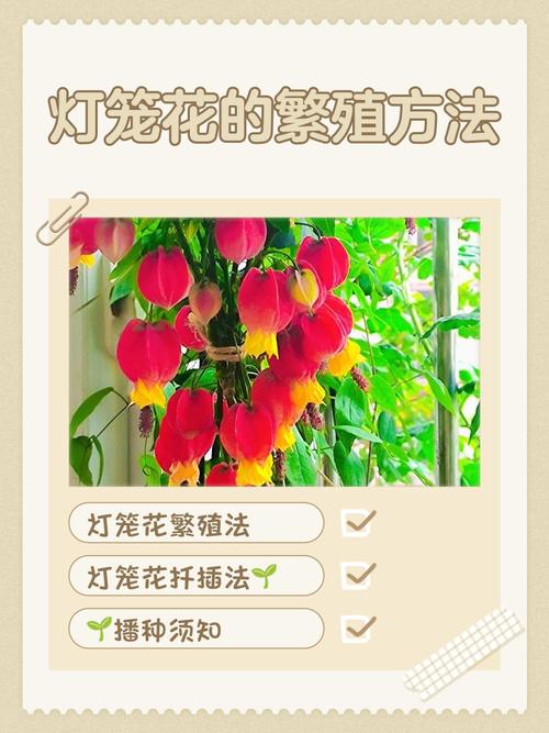 多年生花卉有哪些繁殖方法?-第2张图片-宁夏农业信息网 多年生花卉有哪些繁殖方法?-第2张图片-宁夏农业信息网