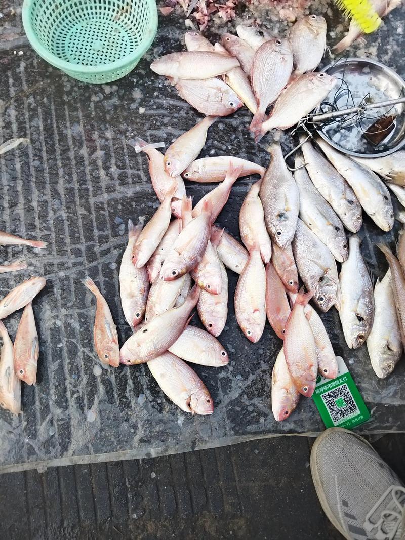 常见海鱼品种有哪些?-第1张图片-宁夏农业信息网 常见海鱼品种有哪些?-第1张图片-宁夏农业信息网