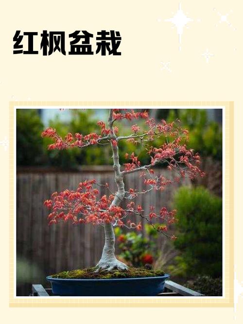 冬天红枫树苗种植方法-第1张图片-宁夏农业信息网 冬天红枫树苗种植方法-第1张图片-宁夏农业信息网