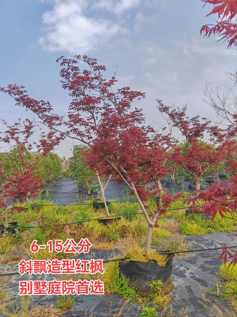 冬天红枫树苗种植方法-第2张图片-宁夏农业信息网 冬天红枫树苗种植方法-第2张图片-宁夏农业信息网