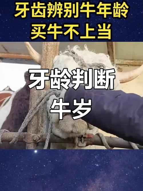 如何准确判断牛的年龄?-第1张图片-宁夏农业信息网 如何准确判断牛的年龄?-第1张图片-宁夏农业信息网