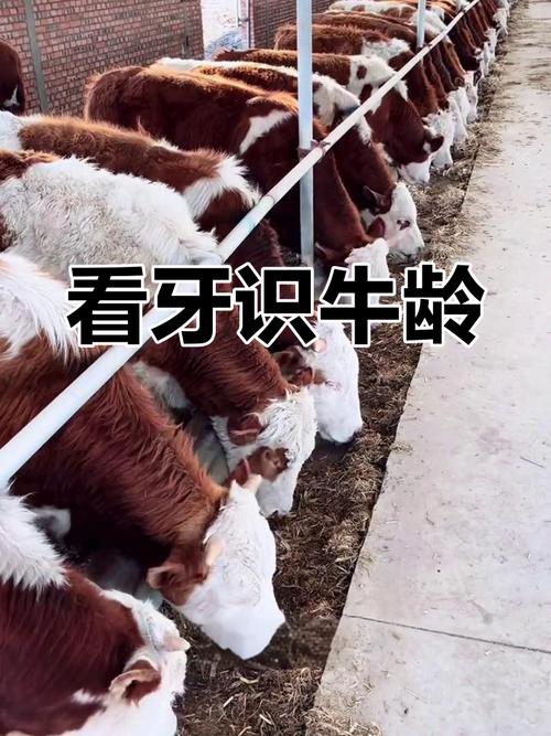 如何准确判断牛的年龄?-第2张图片-宁夏农业信息网 如何准确判断牛的年龄?-第2张图片-宁夏农业信息网