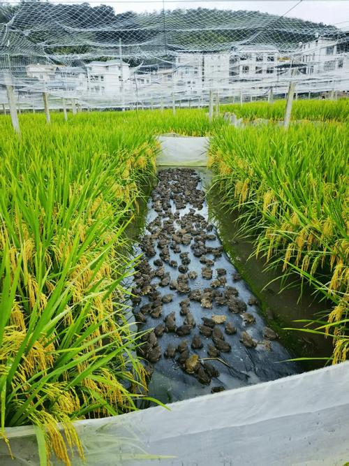 水稻养殖适合养什么蛙？-第1张图片-宁夏农业信息网