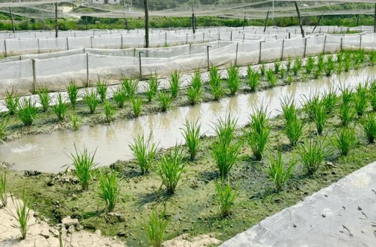 水稻养殖适合养什么蛙？-第2张图片-宁夏农业信息网