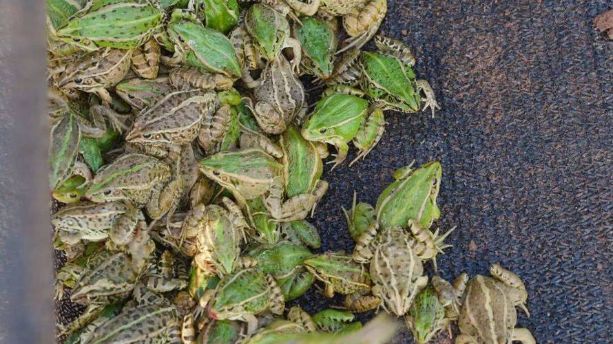 水稻养殖适合养什么蛙？-第3张图片-宁夏农业信息网