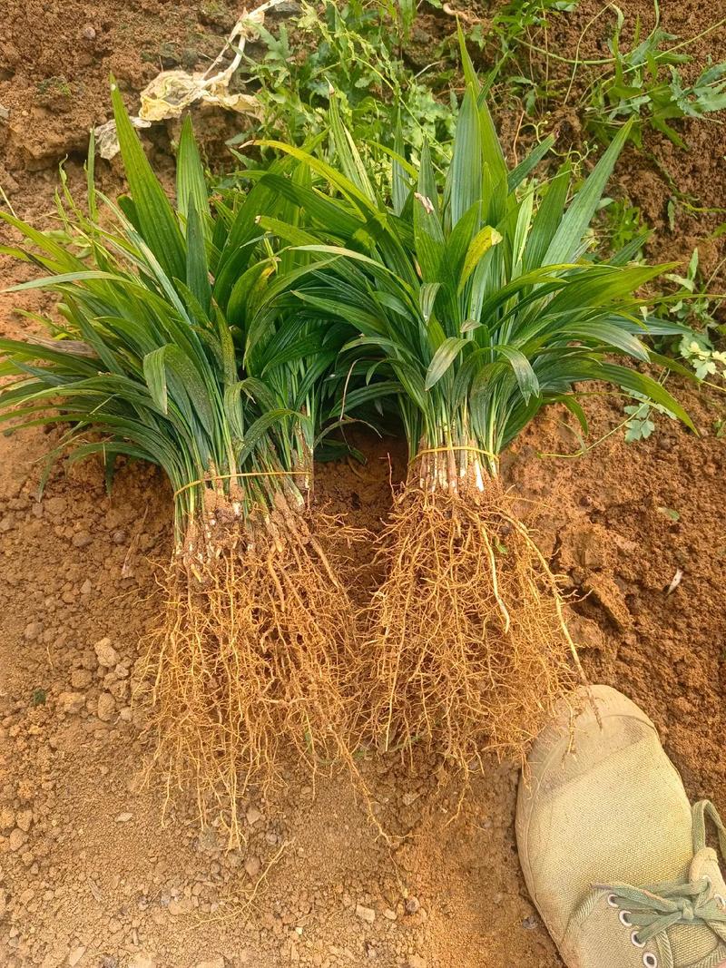 棕榈树如何在北方成功育苗？-第1张图片-宁夏农业信息网