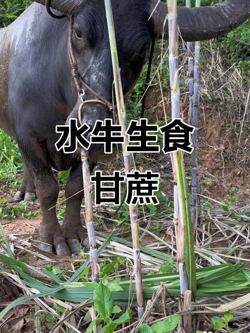 甘蔗叶喂牛怎么喂才正确？-第1张图片-宁夏农业信息网
