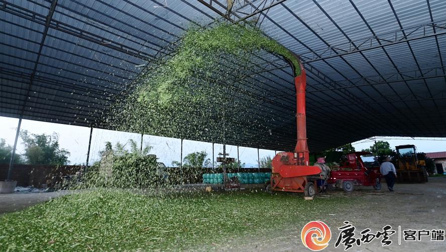 甘蔗叶喂牛怎么喂才正确？-第2张图片-宁夏农业信息网