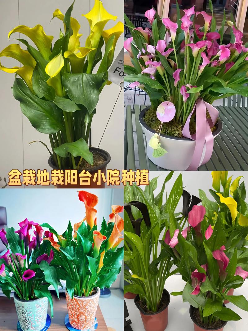 马蹄莲的正确水培方法-第1张图片-宁夏农业信息网