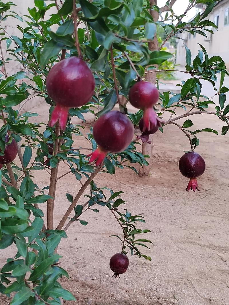 石榴挂果后的管理方法-第1张图片-宁夏农业信息网