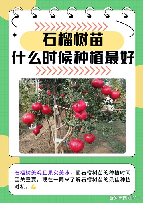 石榴挂果后的管理方法-第2张图片-宁夏农业信息网