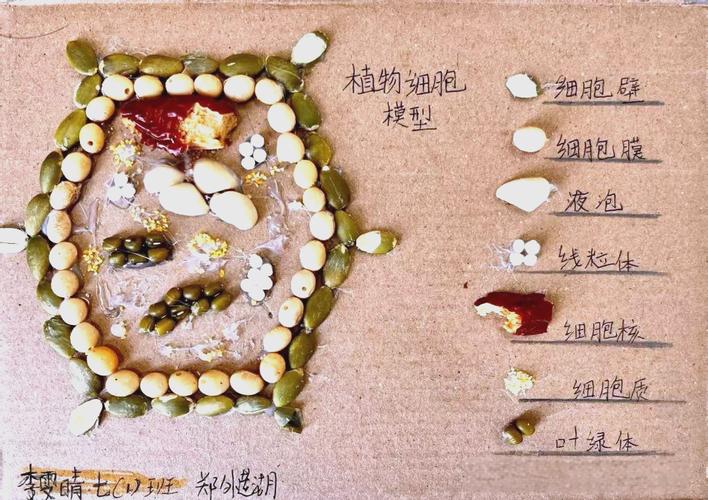 固定化细胞方法有哪些？-第1张图片-宁夏农业信息网