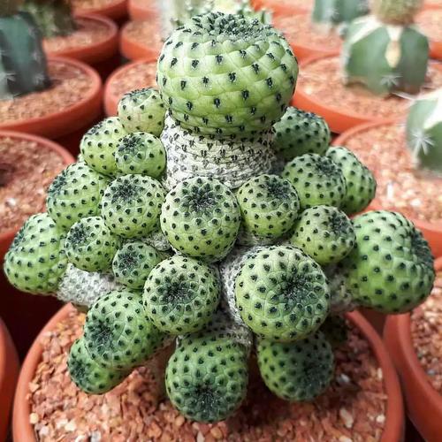 仙人球品种哪个最好？-第1张图片-宁夏农业信息网