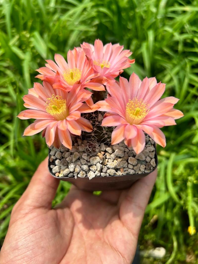 仙人球品种哪个最好？-第2张图片-宁夏农业信息网