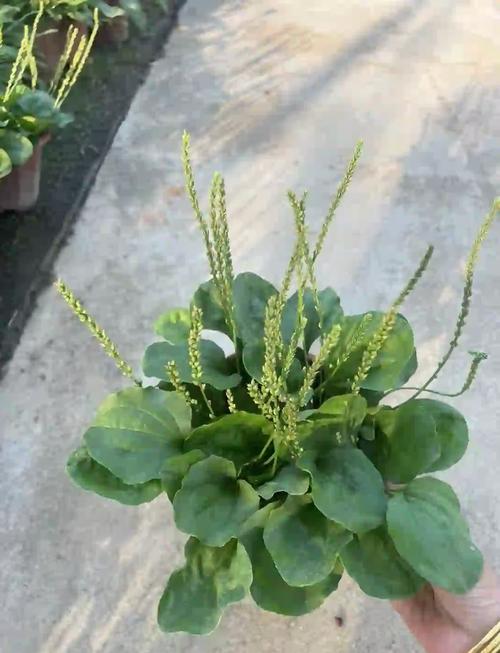 车前子怎么种？视频教你种！-第1张图片-宁夏农业信息网