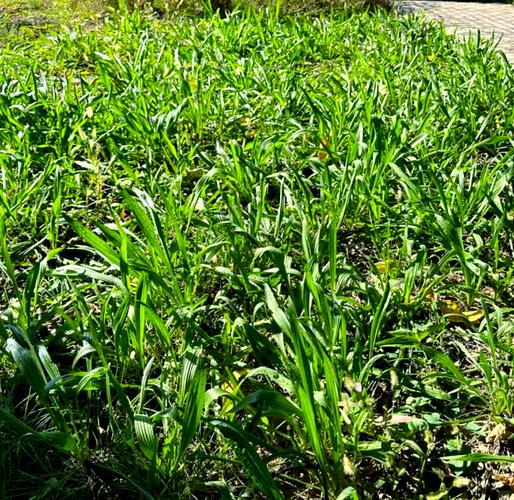 车前子怎么种？视频教你种！-第2张图片-宁夏农业信息网