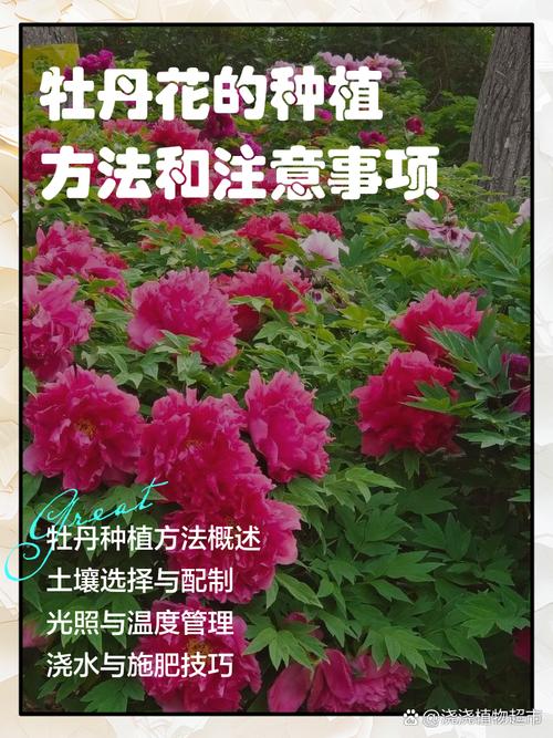 牡丹蔷薇花怎么养才好？-第1张图片-宁夏农业信息网