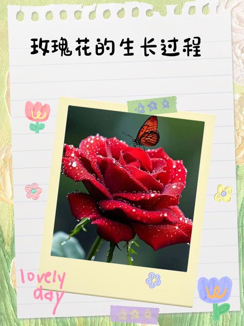 玫瑰花的移植方法图解-第1张图片-宁夏农业信息网