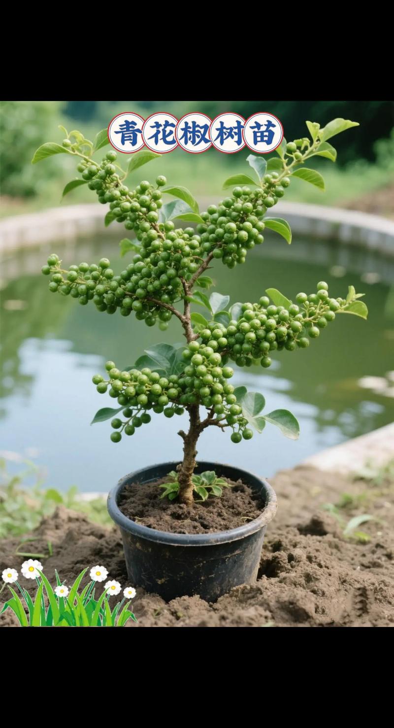 青花椒如何避免变色？-第2张图片-宁夏农业信息网