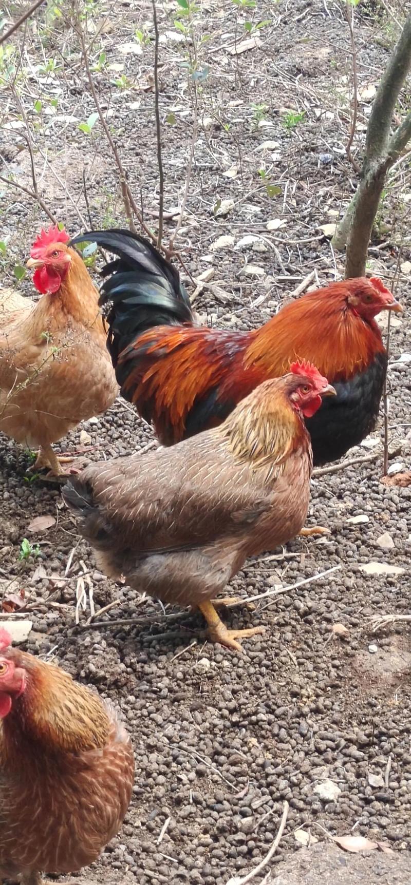 散养肉鸡选什么品种好？-第2张图片-宁夏农业信息网