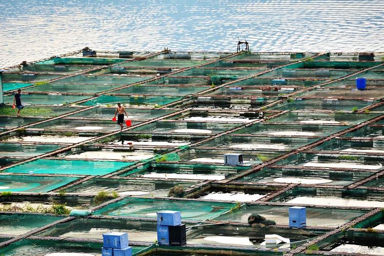 碘溴海因水产养殖图片有何实用价值？-第2张图片-宁夏农业信息网