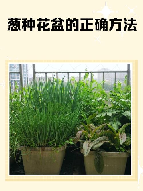 葱籽怎么种？步骤有哪些？-第1张图片-宁夏农业信息网