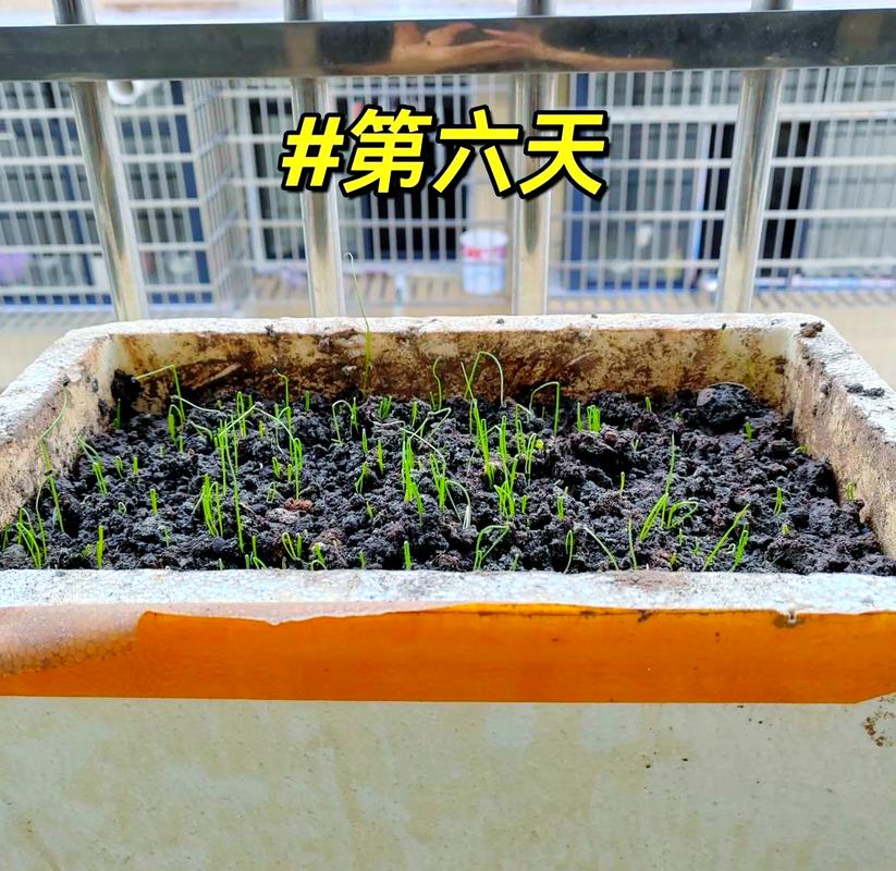 葱籽怎么种？步骤有哪些？-第2张图片-宁夏农业信息网