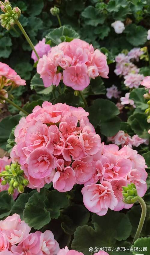 哪些天竺葵品种开花时间最长？-第1张图片-宁夏农业信息网