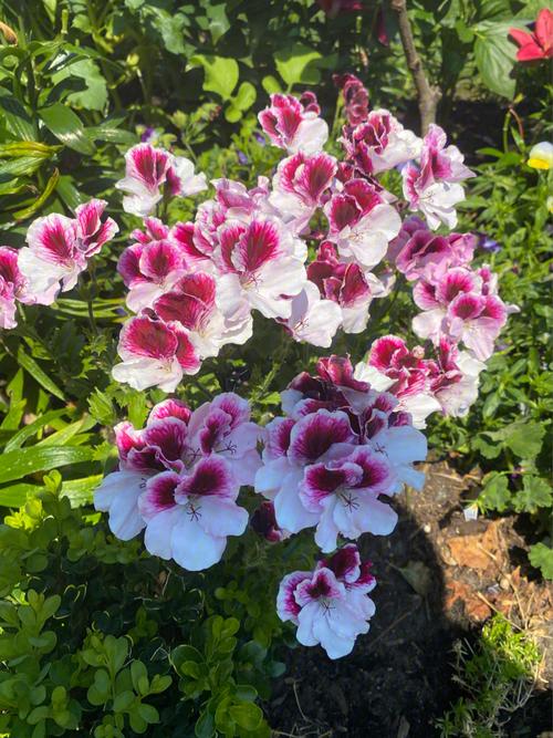 哪些天竺葵品种开花时间最长？-第2张图片-宁夏农业信息网