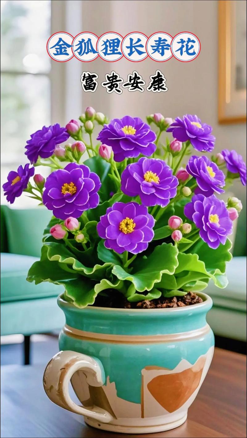 重瓣长寿花品种到底有多少？-第1张图片-宁夏农业信息网