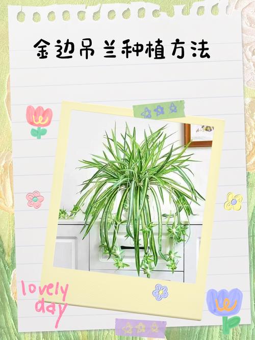 兰草品种多，栽培技术有何要点？-第1张图片-宁夏农业信息网