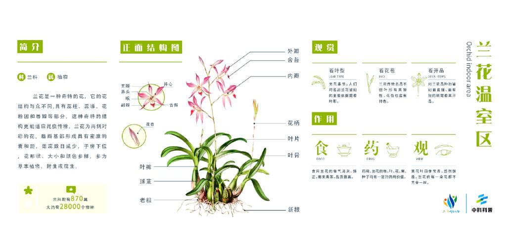 兰草品种多，栽培技术有何要点？-第2张图片-宁夏农业信息网