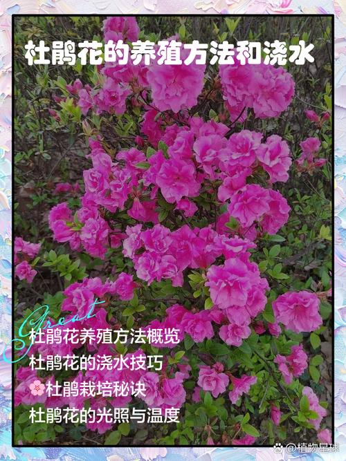 如何有效促进杜鹃花生长？-第1张图片-宁夏农业信息网