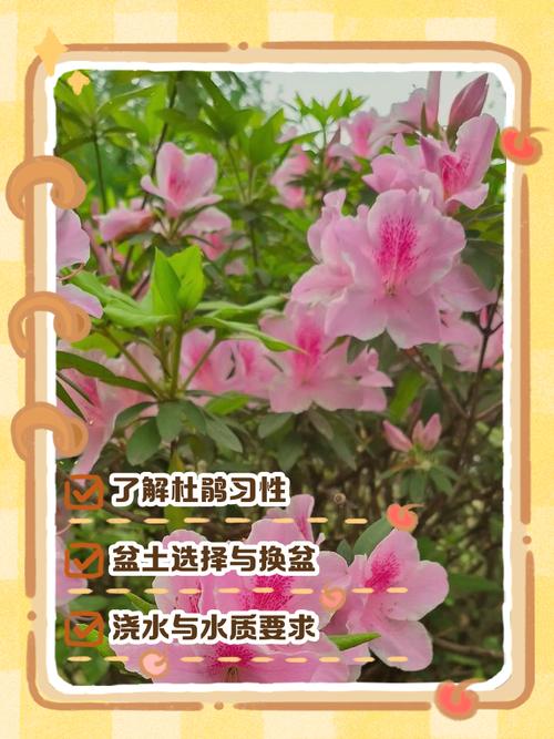 如何有效促进杜鹃花生长？-第2张图片-宁夏农业信息网