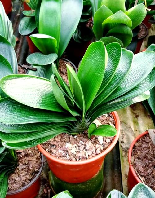 北方君子兰究竟有多少个品种？-第1张图片-宁夏农业信息网