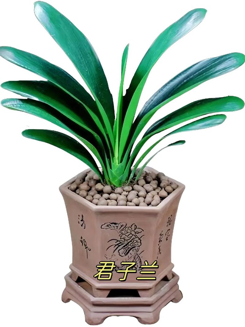 北方君子兰究竟有多少个品种？-第2张图片-宁夏农业信息网