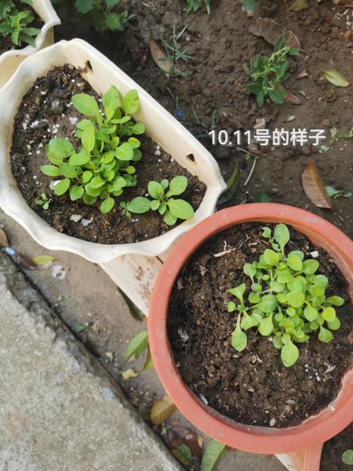 矮牵牛怎么播种？-第1张图片-宁夏农业信息网