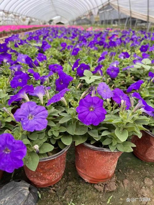 矮牵牛怎么播种？-第2张图片-宁夏农业信息网