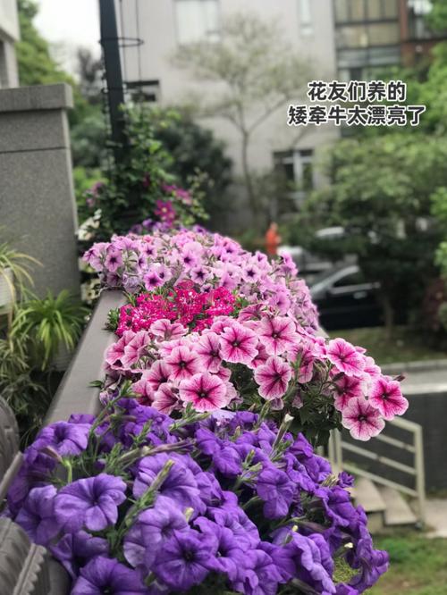 矮牵牛怎么播种？-第3张图片-宁夏农业信息网