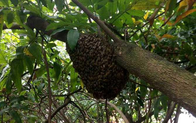 格子箱分蜂的正确方法-第1张图片-宁夏农业信息网