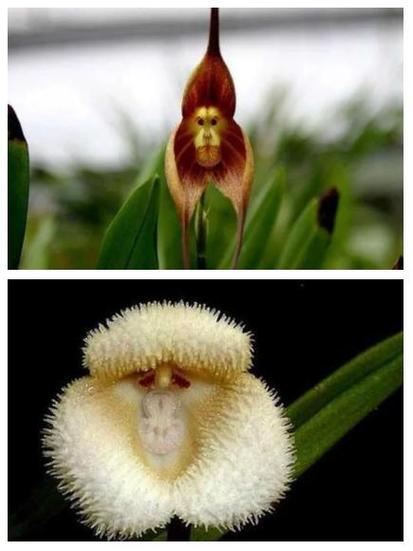 猴面小龙兰怎么繁殖？-第2张图片-宁夏农业信息网