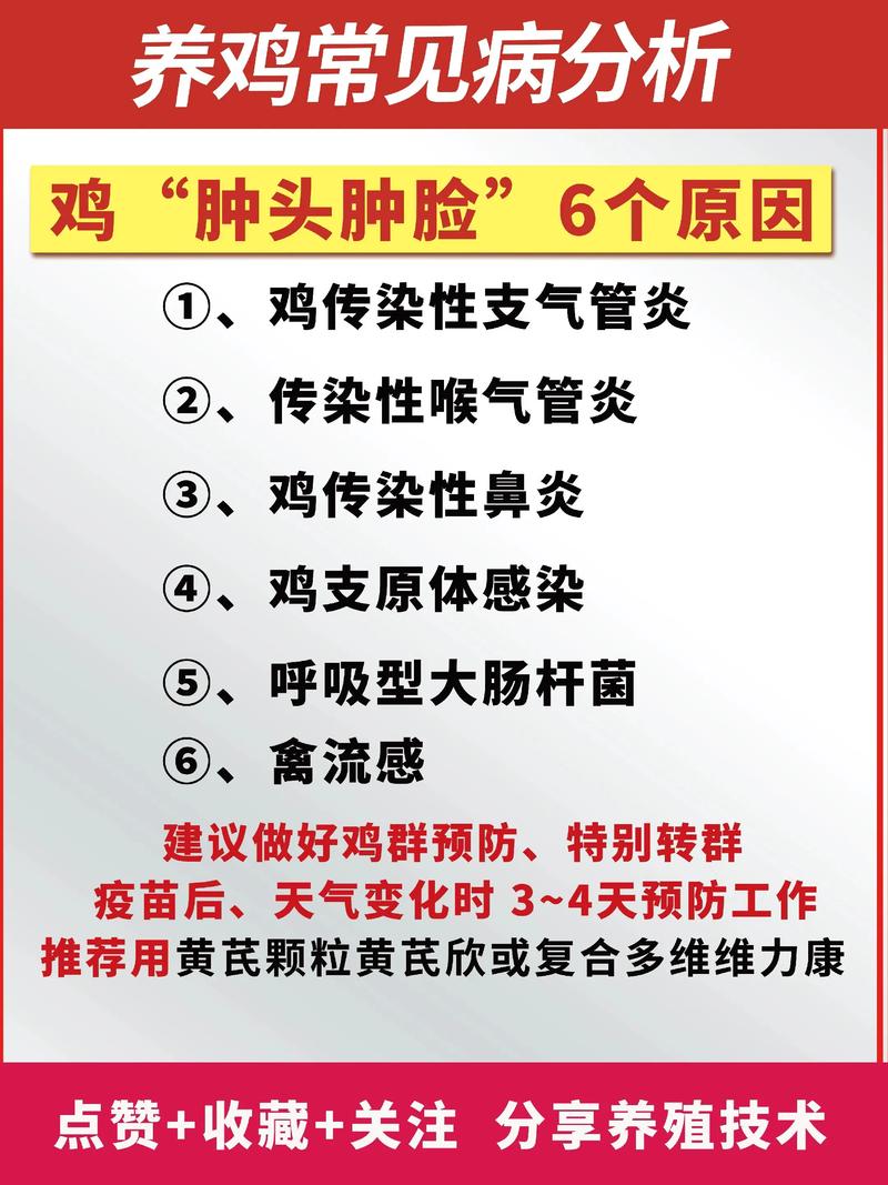 养鸡常见病如何有效治疗？-第1张图片-宁夏农业信息网